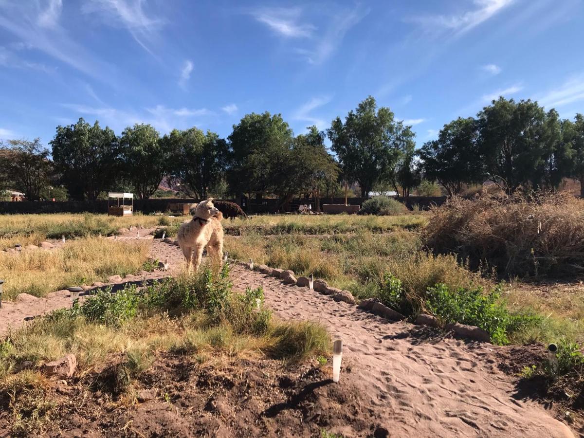 Eco-Lodge El Andinista سان بيدرو دي أتاكاما المظهر الخارجي الصورة